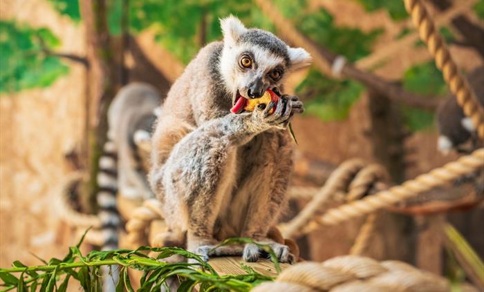 Ring-Tailed Lemur